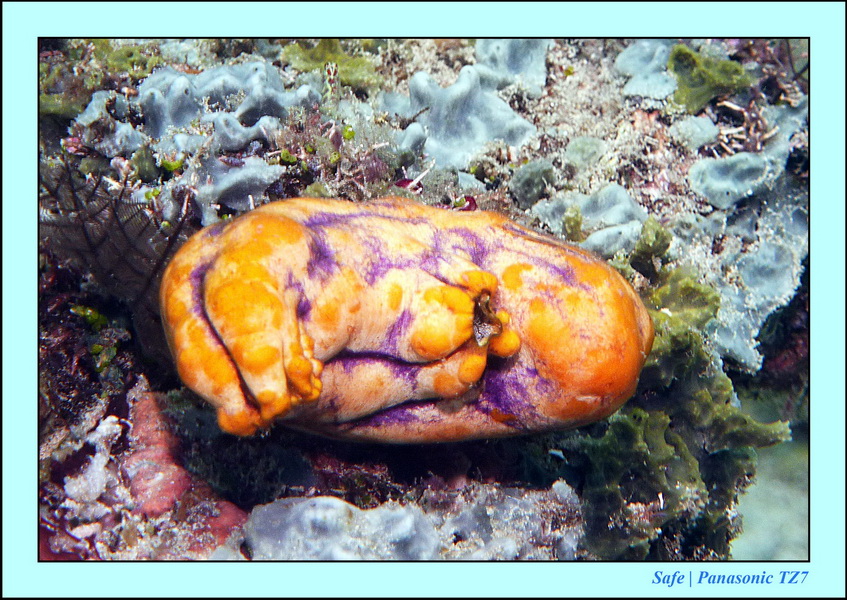 2011 - 08 - Borneo - Sipadan 095